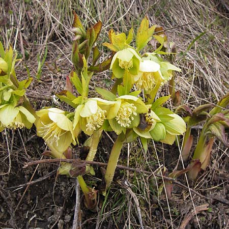 Helleborus viridis \ Grne Nieswurz / Green Hellebore, I Liguria, Imperia, Monte Saccarello 29.5.2013