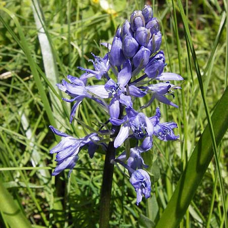 Hyacinthoides italica \ Italienisches Hasenglckchen / Italian Bluebell, I Liguria, Molini di Triora 26.5.2013