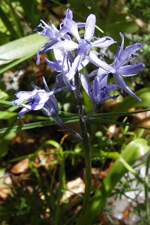 Hyacinthoides italica \ Italienisches Hasenglckchen / Italian Bluebell, I Liguria, Molini di Triora 26.5.2013