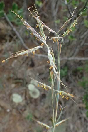 Hyparrhenia hirta \ Behaartes Kahngras / Thatching Grass, Coolatai Grass, I Liguria, Bonassola 4.10.2023