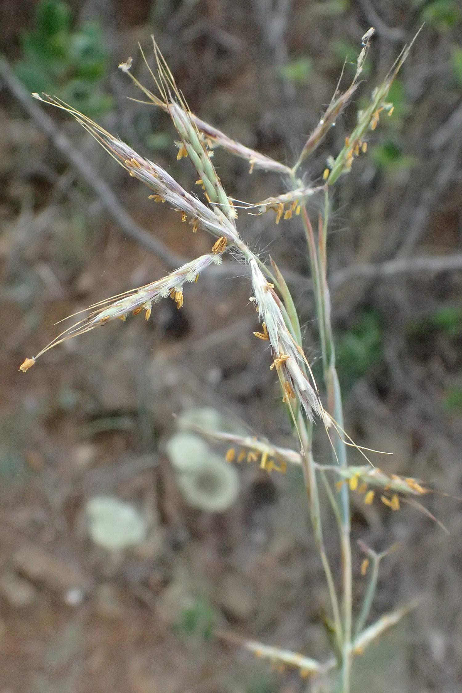 Hyparrhenia hirta \ Behaartes Kahngras / Thatching Grass, Coolatai Grass, I Liguria, Bonassola 4.10.2023