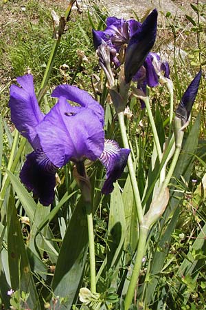 Iris germanica \ Deutsche Schwertlilie / German Iris, I Liguria, Castelvecchio di Rocca Barbena 19.5.2013