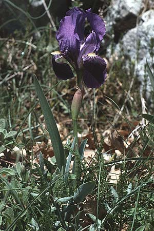 Iris bicapitata \ Zweibltige Schwertlilie, I Promontorio del Gargano, Monte Calvo 2.5.1985