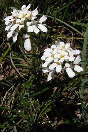 Iberis sempervirens \ Immergrne Schleifenblume / Perennial Candytuft, European Candytuft, I Liguria, Toirano 20.5.2013