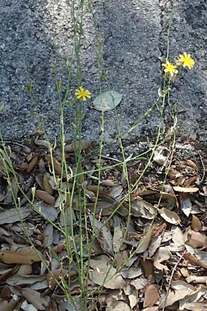 Chondrilla juncea \ Binsen-Knorpellattich, Groer Knorpellattich / Rush Skeletonweed, I Liguria, Deiva Marina 30.9.2023