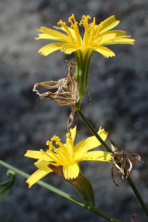 Chondrilla juncea \ Binsen-Knorpellattich, Groer Knorpellattich / Rush Skeletonweed, I Liguria, Deiva Marina 30.9.2023