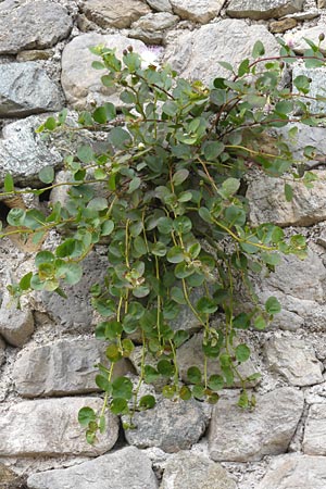 Capparis spinosa subsp. rupestris ? \ stlicher Kapernstrauch / Spineless Caper, I Liguria, Noli 25.5.2013