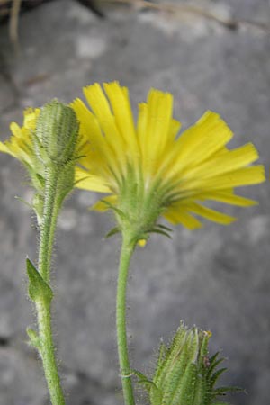 Hieracium amplexicaule \ Stngelumfassendes Habichtskraut / Sticky Hawkweed, I Sant' Anna d'Alfaedo 26.6.2010