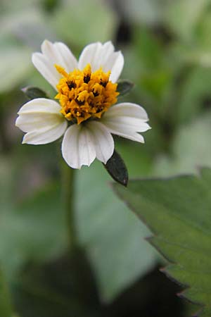 Bidens pilosa \ Behaarter Zweizahn, I Liguria, Noli 25.5.2013