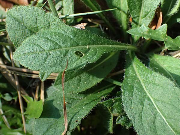 Knautia drymeia subsp. drymeia \ Ungarische Witwenblume, Balkan-Witwenblume, I Liguria, Monte Beigua 2.10.2023