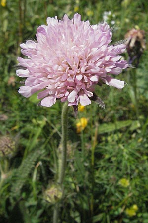 Knautia illyrica / Illyrian Scabious, I Monti Sibillini 8.6.2007