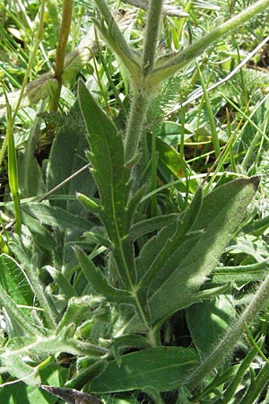 Knautia illyrica / Illyrian Scabious, I Monti Sibillini 8.6.2007