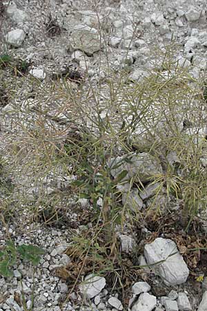 Brassica oleracea \ Klippen-Kohl, Wild-Kohl / Wild Cabbage, I Ancona 29.5.2007