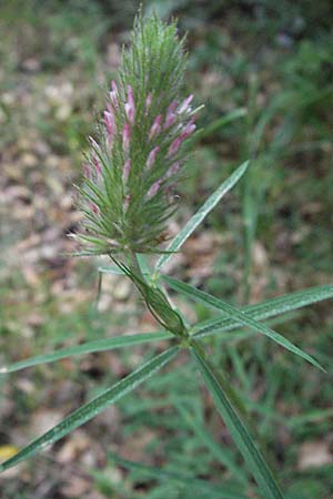 Trifolium angustifolium \ Schmalblttriger Klee / Narrow Clover, I Passignano 1.6.2007