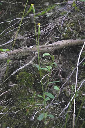 Senecio lividus \ Blasses Greiskraut, I Albisola 22.5.2010