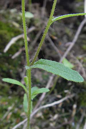 Senecio lividus \ Blasses Greiskraut, I Albisola 22.5.2010