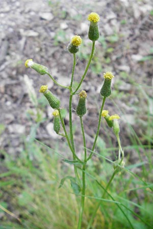 Senecio lividus \ Blasses Greiskraut / Green-Scaled Ragwort, I Albisola 22.5.2010