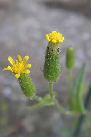 Senecio lividus \ Blasses Greiskraut, I Albisola 22.5.2010