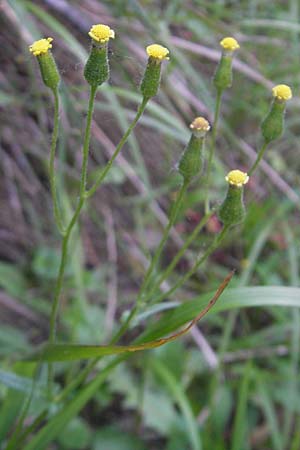 Senecio lividus / Green-Scaled Ragwort, I Albisola 22.5.2010