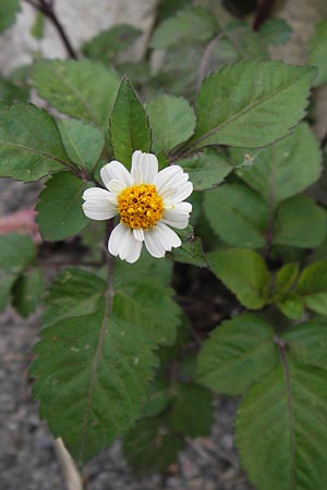 Bidens pilosa \ Behaarter Zweizahn, I Liguria, Loano 28.5.2013