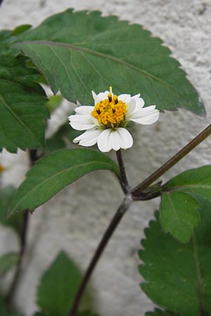 Bidens pilosa \ Behaarter Zweizahn, I Liguria, Loano 28.5.2013