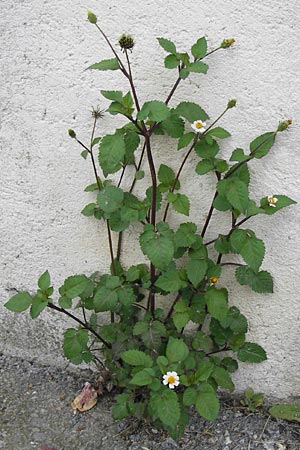 Bidens pilosa \ Behaarter Zweizahn / Cobbler's Pegs, Spanish Needle, I Liguria, Loano 28.5.2013