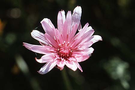 Crepis rubra \ Roter Pippau, I Promontorio del Gargano, Mattinata 30.4.1985