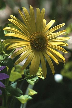 Doronicum orientale \ stliche Gmswurz / Caucasian Leopard's-Bane, I Promontorio del Gargano, Monte S.  Angelo 2.5.1985