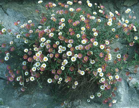 Erigeron karvinskianus / Mexican Fleabane, I Lago di Como 16.5.2004