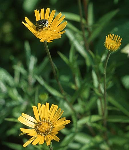 Buphthalmum salicifolium \ Weidenblttriges Ochsenauge, Rindsauge, I Friaul, Tagliamento Tal 2.6.2004