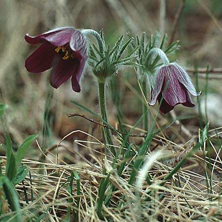 Pulsatilla montana subsp. montana \ Berg-Kuhschelle / Mountain Pasque-Flower, I Terlago 12.4.1993