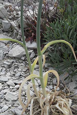 Allium ampeloprasum \ Sommer-Lauch / Wild Leek, I Ancona 29.5.2007