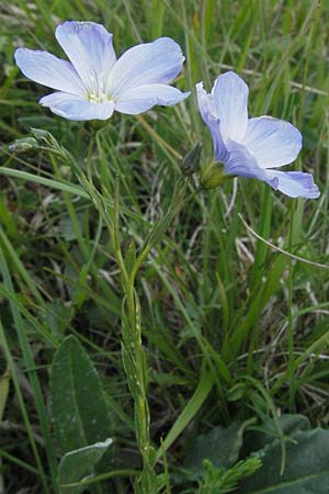 Linum austriacum / Austrian Flax, I Norcia 7.6.2007