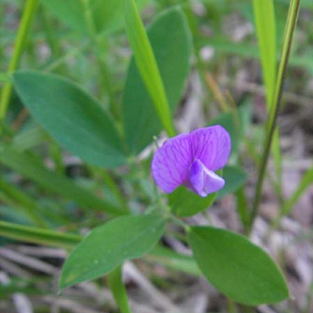 Lathyrus linifolius / Bitter Vetchling, I Liguria, Sassello 22.5.2010