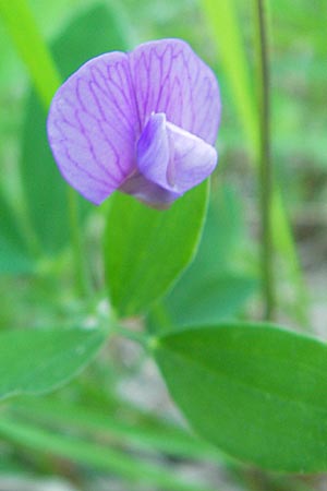 Lathyrus linifolius \ Berg-Platterbse / Bitter Vetchling, I Liguria, Sassello 22.5.2010