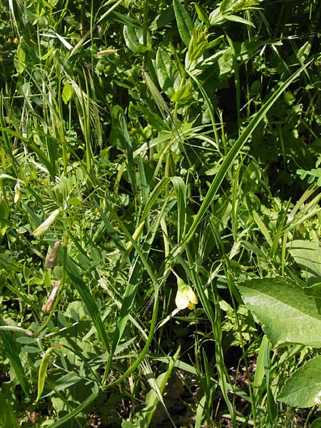 Lathyrus annuus \ Einjhrige Platterbse / Fodder Pea, I Liguria, Ceriale 24.5.2013