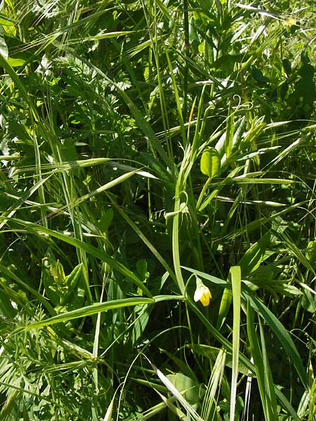 Lathyrus annuus \ Einjhrige Platterbse, I Liguria, Ceriale 24.5.2013