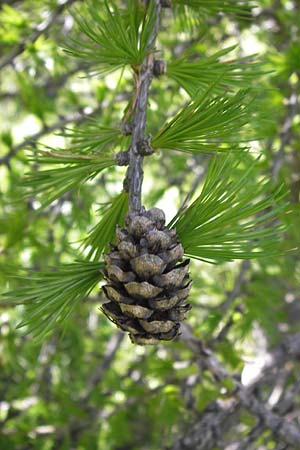 Larix decidua \ Europische Lrche / European Larch, I Liguria, Molini di Triora 26.5.2013