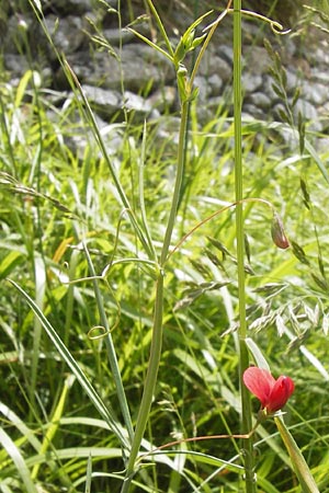 Lathyrus setifolius \ Grasblttrige Platterbse / Brown Vetchling, Narrow-Leaved Red Vetchling, I Finale Ligure 31.5.2013