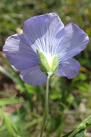 Linum alpinum / Mountain Flax, I Alpi Bergamasche, Pizzo Arera 9.6.2017