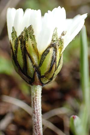 Leucanthemopsis alpina \ Alpen-Margerite / Alpine Moon Daisy, I Passo San Marco 10.6.2017