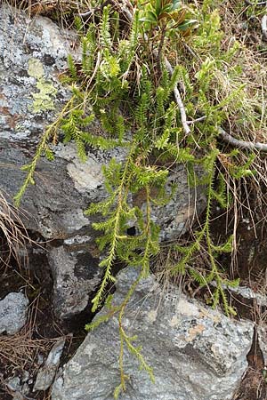 Lycopodium annotinum \ Wald-Brlapp, I Passo San Marco 10.6.2017