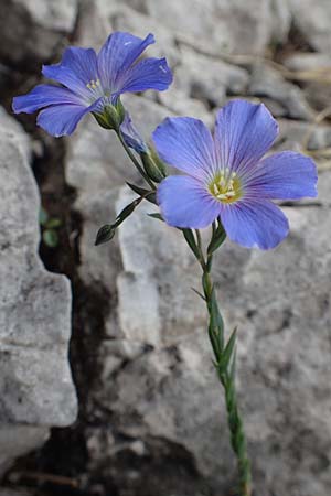 Linum alpinum \ Alpen-Lein / Mountain Flax, I Alpi Bergamasche, Monte Alben 11.6.2017