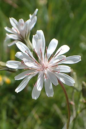 Crepis froelichiana subsp. dinarica \ Fleischroter Pippau, Dinarischer Pippau, I Südtirol,  Plätzwiese 5.7.2022