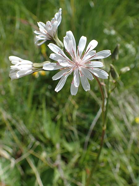 Crepis froelichiana subsp. dinarica \ Fleischroter Pippau, Dinarischer Pippau, I Südtirol,  Plätzwiese 5.7.2022