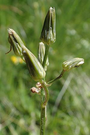 Crepis froelichiana subsp. dinarica \ Fleischroter Pippau, Dinarischer Pippau, I Südtirol,  Plätzwiese 5.7.2022