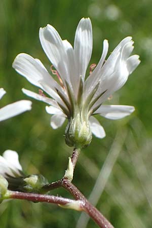 Crepis froelichiana subsp. dinarica \ Fleischroter Pippau, Dinarischer Pippau, I Südtirol,  Plätzwiese 5.7.2022