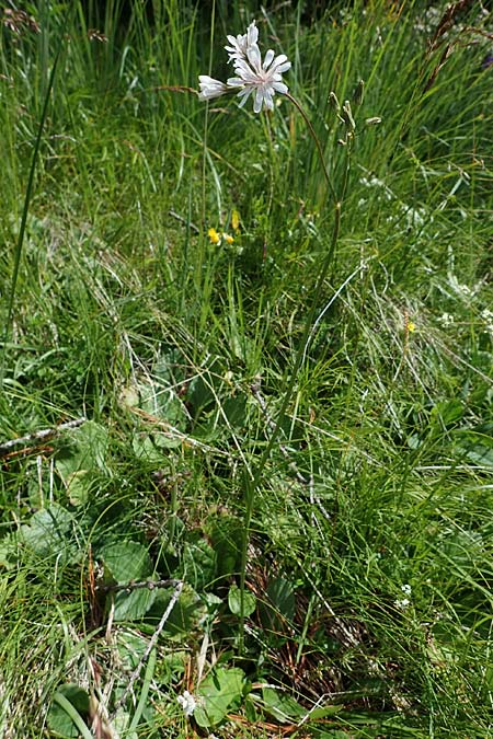 Crepis froelichiana subsp. dinarica \ Fleischroter Pippau, Dinarischer Pippau, I Südtirol,  Plätzwiese 5.7.2022