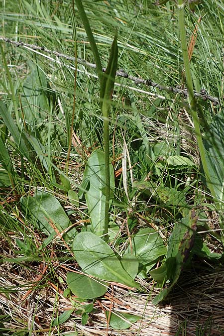 Crepis froelichiana subsp. dinarica \ Fleischroter Pippau, Dinarischer Pippau, I Südtirol,  Plätzwiese 5.7.2022