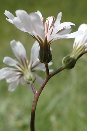 Crepis froelichiana subsp. dinarica \ Fleischroter Pippau, Dinarischer Pippau, I Südtirol,  Plätzwiese 5.7.2022